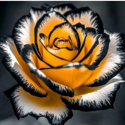 Eclipse Rose Seeds Pack of 1
